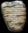Polished Mammoth Molar Section - North Sea Deposits #44102-2